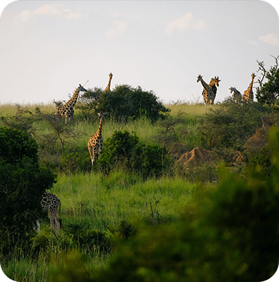 Africa